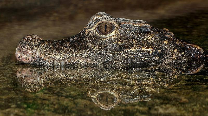 Trpasličí krokodýli byli nějakou dobu považováni za blízké příbuzné vyhynulého "rohatce"