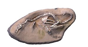 Halszkaraptor escuilliei 