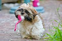 Na rozdíl od lidí si psi zuby většinou nečistí denně.
