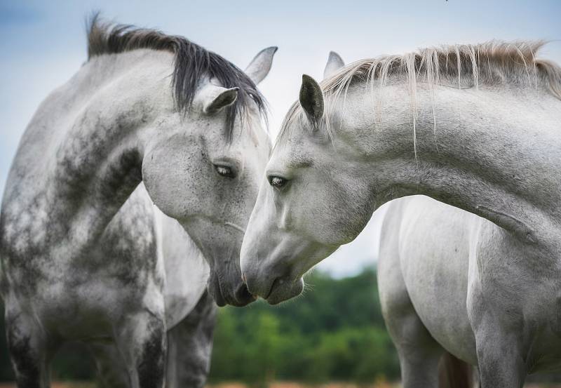 Zamilovaní koně