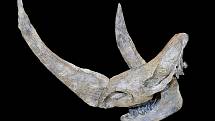 Fosilie lebky nosorožce srstnatého, nalezená v roce 1807