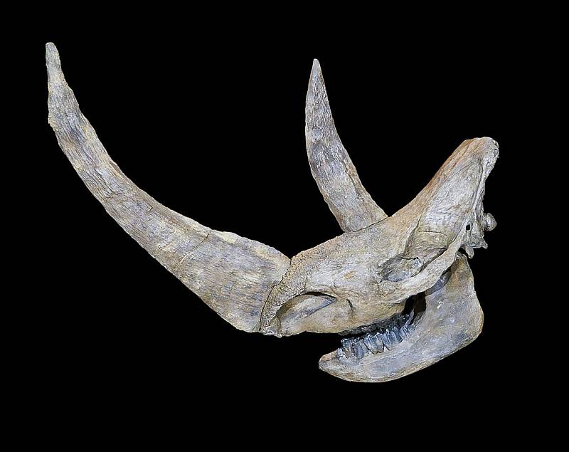 Fosilie lebky nosorožce srstnatého, nalezená v roce 1807