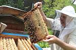 České včelařství, které patří co do počtu úlů i aktivních včelařů mezi světovou špičku, dostane další finanční injekci od českého státu i Evropské unie.