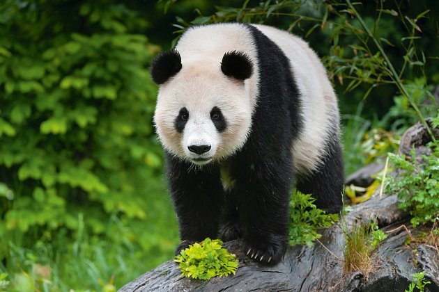 Od roku 2003 ve vídeňské zoo žije nyní třiadvacetiletá pandí samice Yang Yang. Je to zasloužilá matka, ve Vídni porodila pět mláďat.