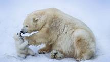 Inuité si po generace předávali pověsti o tom, že lední medvědi v Grónsku a Arktidě loví mrože pomocí nástrojů - háží jim na hlavy kameny či led. Vědci nyní tyto teorie potvrzují. Ilustrační foto