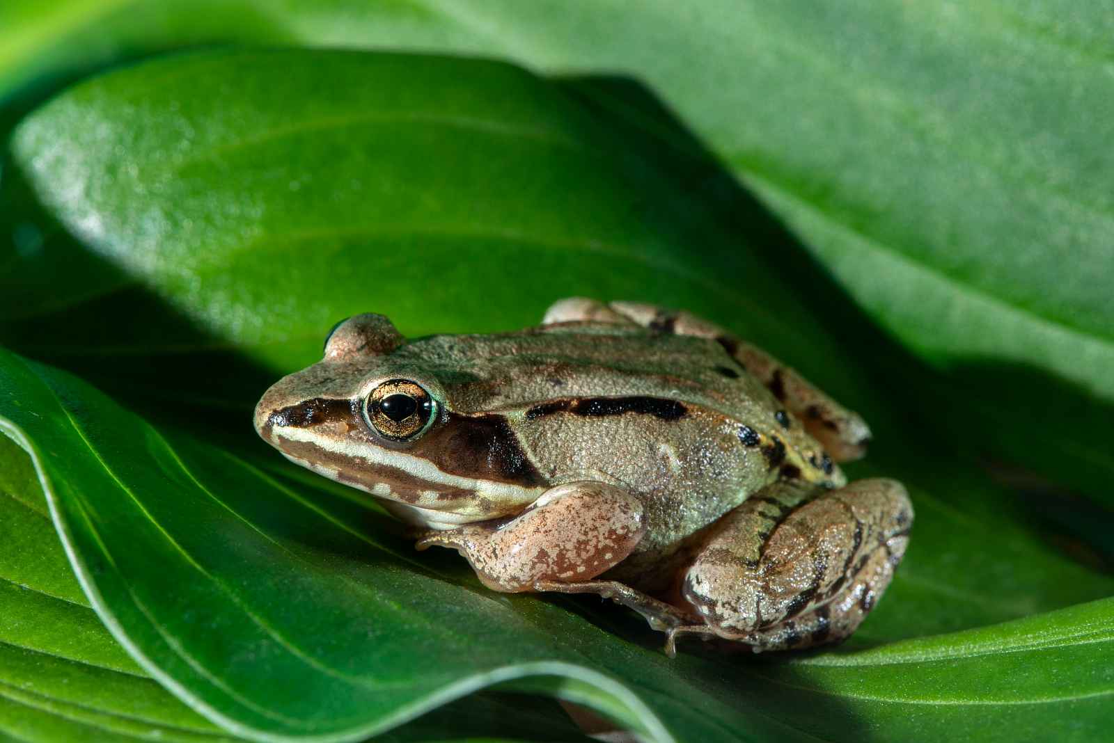 25 Frog Tied Stock Photos And High-res Pictures