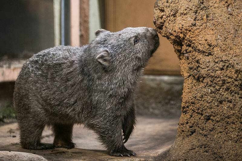 Vombat v ZOO Praha