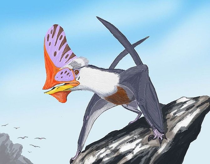 Možný vzhled ptakoještěra druhu Tapejara wellnhoferi.