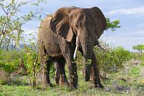 Slon africký. Ilustrační foto