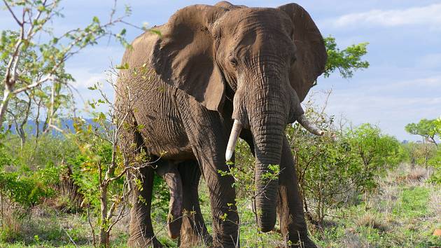 Slon africký. Ilustrační foto