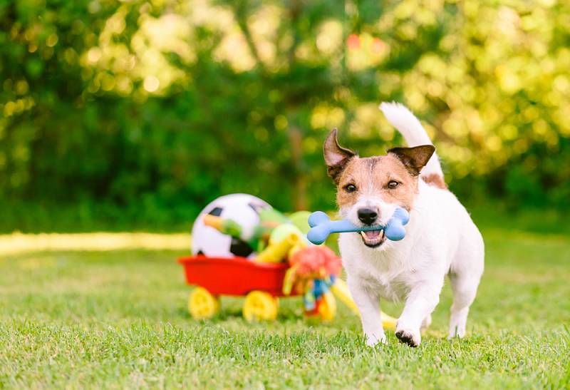 Zahradu vybavte hračkami a předměty, které dokážou psa zabavit