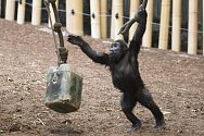 Gorilí mládě v zoo v kanadském Torontu