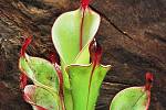 Masožravou rostlinu Heliamphora chimantensis lze ve volné přírodě najít pouze ve Venezuele.