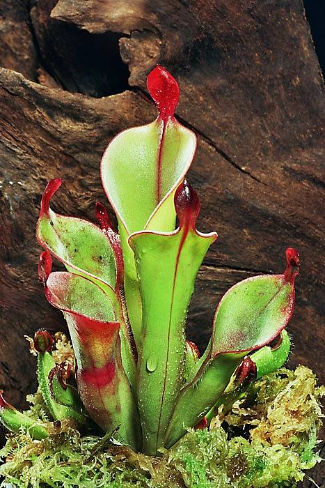 Masožravou rostlinu Heliamphora chimantensis lze ve volné přírodě najít pouze ve Venezuele.