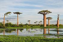 Baobaby jsou vskutku fascinující rostliny. Na snímku baobab Grandidiérův, jeden z šesti druhů endemicky se vyskytujících na Madagaskaru