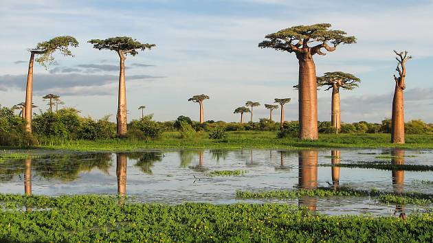 Baobaby jsou vskutku fascinující rostliny. Na snímku baobab Grandidiérův, jeden z šesti druhů endemicky se vyskytujících na Madagaskaru