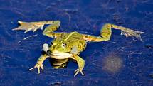 Žáby se dokážou „vypařit“ ze svého rybníka i několik dní před katastrofou.
