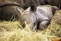 V Zoologické zahradě Dvůr Králové nad Labem se před týdnem narodila dvě mláďata nosorožce dvourohého černého, východního poddruhu. 