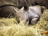 V Zoologické zahradě Dvůr Králové nad Labem se před týdnem narodila dvě mláďata nosorožce dvourohého černého, východního poddruhu. 