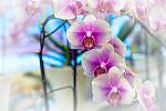Orchideje nesnášejí tvrdou vodu, takže dešťovka je pro ně ideální. Pokud nemáte dešťovku, vodu jim převařte.