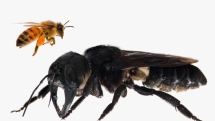 Megachile pluto