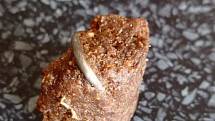 Hřebík zalisovaný v granuli