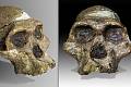 Paní „Plesová“ z rodu Australopithecus africanus zepředu a z poloprofilu. Slavná lebka se našla v jeskyni Sterkfontein v Jižní Africe