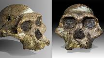 Paní „Plesová“ z rodu Australopithecus africanus zepředu a z poloprofilu. Slavná lebka se našla v jeskyni Sterkfontein v Jižní Africe