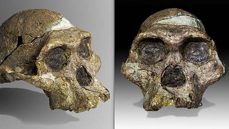 Paní „Plesová“ z rodu Australopithecus africanus zepředu a z poloprofilu. Slavná lebka se našla v jeskyni Sterkfontein v Jižní Africe