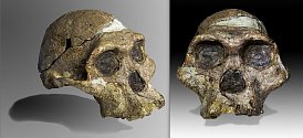 Paní „Plesová“ z rodu Australopithecus africanus zepředu a z poloprofilu. Slavná lebka se našla v jeskyni Sterkfontein v Jižní Africe