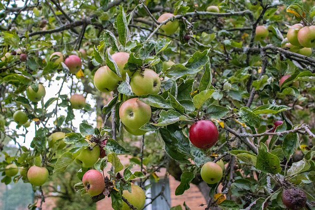 Další známkou nepředvídatelného počasí je i předčasné dozrávání ovoce a ořechů.