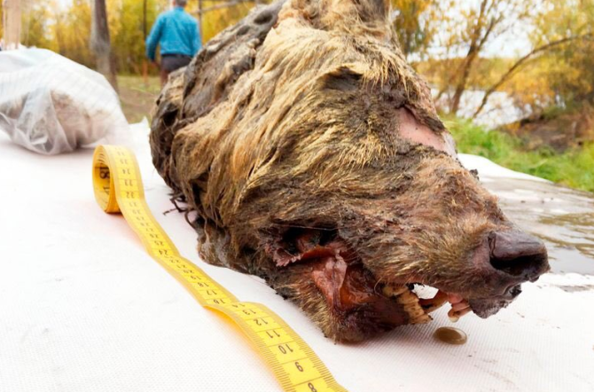 V Jakutsku objevili hlavu pravěkého vlka. Její stáří přesahuje 40 tisíc let