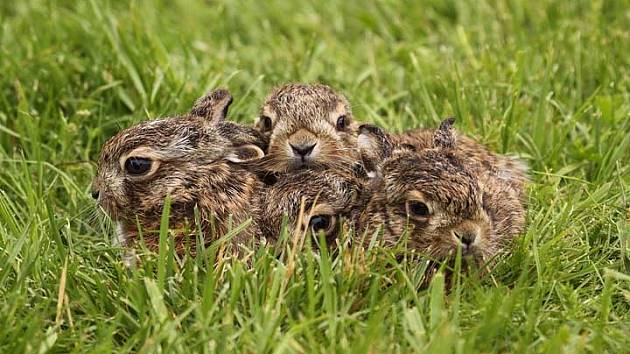 V trávě se ukrývají mláďata zajíců, která bývají často terčem útoku