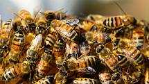 Včely medonosné. Ilustrační snímek