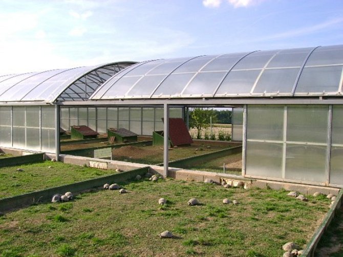 Želvy chová Iva Kmochová na zahradě ve skleníku. Má jich tisíce