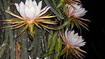 Kaktus Hylocereus monacanthus. Pochází z Kostariky a severu Jižní Ameriky. Délka květu dosahuje 30 cm a barva je bílá nebo růžová