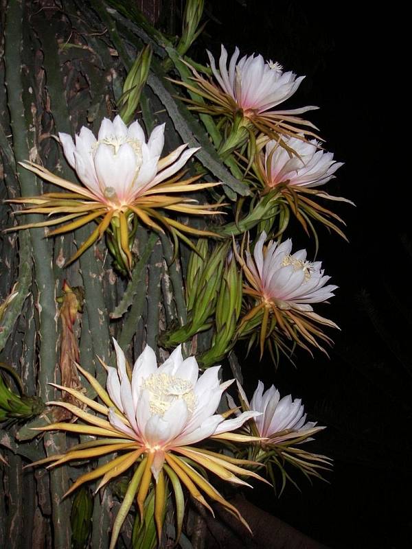 Kaktus Hylocereus monacanthus. Pochází z Kostariky a severu Jižní Ameriky. Délka květu dosahuje 30 cm a barva je bílá nebo růžová