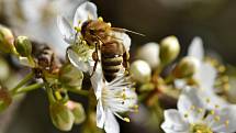 Včely jsou jednoduše nepostradatelné. Bez zdravého spánku jsou „línější“, což může mít pro lidstvo fatální následky.