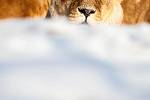 Dvůr Králové nad Labem – i v zimně můžete navštívit zoo a naskytnou se Vám netradiční pohledy na africká zvířata na sněhu.