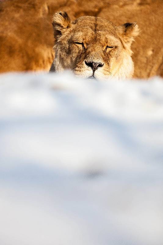 Dvůr Králové nad Labem – i v zimně můžete navštívit zoo a naskytnou se Vám netradiční pohledy na africká zvířata na sněhu.