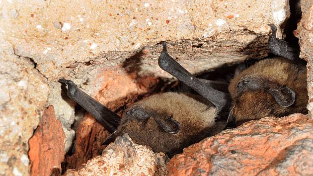 Na infekčním a kožním oddělení liberecké nemocnice museli odborníci ve čtvrtek odchytit přes čtyři sta netopýrů hvízdavých. Ilustrační snímek