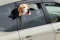 Pes v autě. Ilustrační snímek