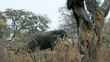 Slon v rezervaci Okavango Delta v jihoafrické Botswaně