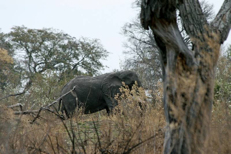 Slon v rezervaci Okavango Delta v jihoafrické Botswaně