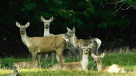 Chomutovský zoopark je jediná česká zoologická zahrada, která chová jelena bucharského. Navíc je pověřena vedením Evropské plemenné knihy. 