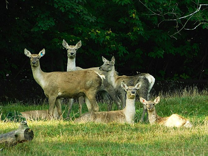 Chomutovský zoopark je jediná česká zoologická zahrada, která chová jelena bucharského. Navíc je pověřena vedením Evropské plemenné knihy. 