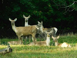 Chomutovský zoopark je jediná česká zoologická zahrada, která chová jelena bucharského. Navíc je pověřena vedením Evropské plemenné knihy. 