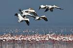 Jezero Natron je hlavním cílem milovníků ptactva v Africe.