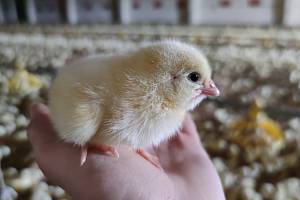 Pětiletý výzkum vědců Výzkumného ústavu veterinárního lékařství v Brně umožnil vývoj probiotik pro kuřata, která vyrůstají ve velkochovech