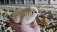 Pětiletý výzkum vědců Výzkumného ústavu veterinárního lékařství v Brně umožnil vývoj probiotik pro kuřata, která vyrůstají ve velkochovech